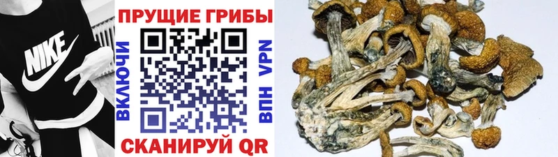 ОМГ ОМГ как зайти  Волгодонск  Галлюциногенные грибы Magic Shrooms 